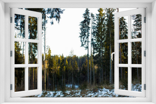 Fototapeta Naklejka Na Ścianę Okno 3D - Sunny Winter Day in the Forest