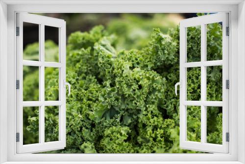 Fototapeta Naklejka Na Ścianę Okno 3D - Kale closeup farmers market green