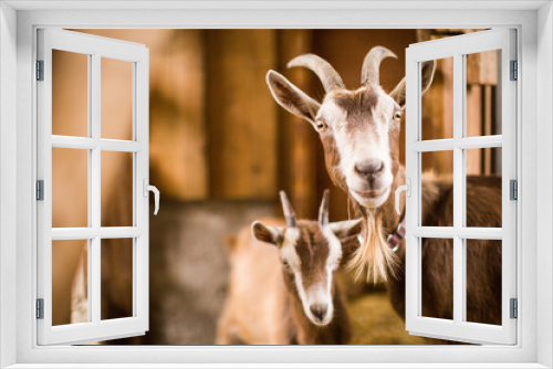 Fototapeta Naklejka Na Ścianę Okno 3D - Mother goat with baby brown goats in a barn