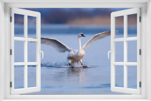 Fototapeta Naklejka Na Ścianę Okno 3D - Mute swan, Cygnus olor, single bird in flight
