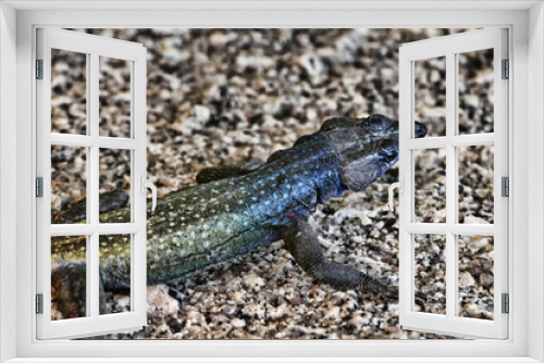 Fototapeta Naklejka Na Ścianę Okno 3D - Common flat lizard, Platysaurus intermedius, on rocks in Matopos National Park, Zimbabwe