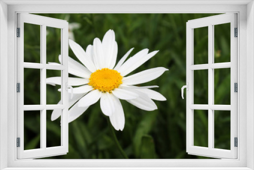 Fototapeta Naklejka Na Ścianę Okno 3D - Garden camomiles closeup.