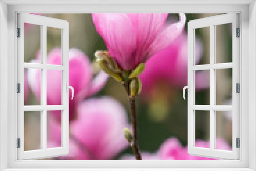 Fototapeta Naklejka Na Ścianę Okno 3D - pink magnolia flower isolated on white background