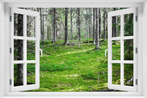 Fototapeta Naklejka Na Ścianę Okno 3D - Clear wild forest summer panorama