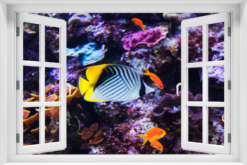 Fototapeta Naklejka Na Ścianę Okno 3D - Fish in an aquarium on the red sea