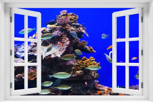 Fototapeta Naklejka Na Ścianę Okno 3D - Fish in an aquarium on the red sea