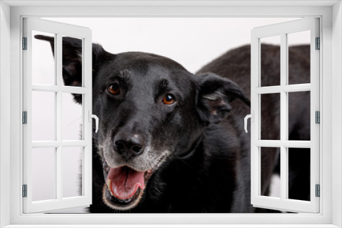 Fototapeta Naklejka Na Ścianę Okno 3D - friendly and adorable crossbreed dog