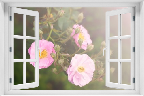 Fototapeta Naklejka Na Ścianę Okno 3D - Fresh pink foribunda rosees with buds blooming in garden