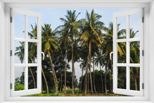Fototapeta Naklejka Na Ścianę Okno 3D - Coconuts palms forest in natural sunset colours