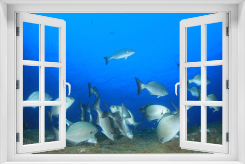 Fototapeta Naklejka Na Ścianę Okno 3D - Coral reef and fish underwater