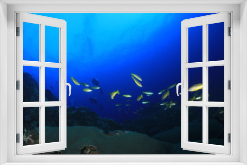 Fototapeta Naklejka Na Ścianę Okno 3D - Snapper fish school