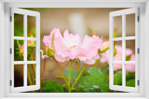 Fototapeta Naklejka Na Ścianę Okno 3D - Pink roses in the garden on natural background