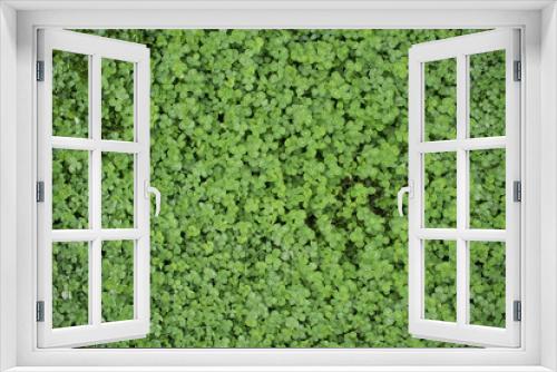 Fototapeta Naklejka Na Ścianę Okno 3D - Backgrownd by green clover