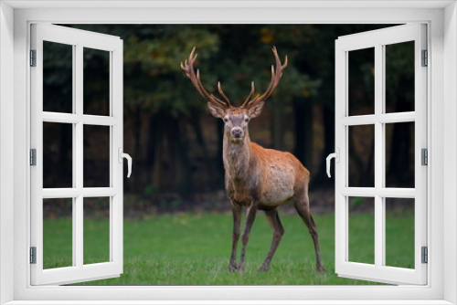 Fototapeta Naklejka Na Ścianę Okno 3D - Red deer stag looks into camera
