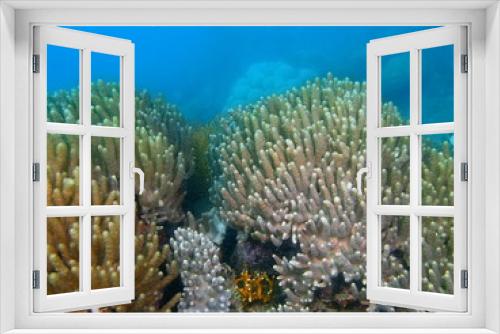 Fototapeta Naklejka Na Ścianę Okno 3D - Soft coral