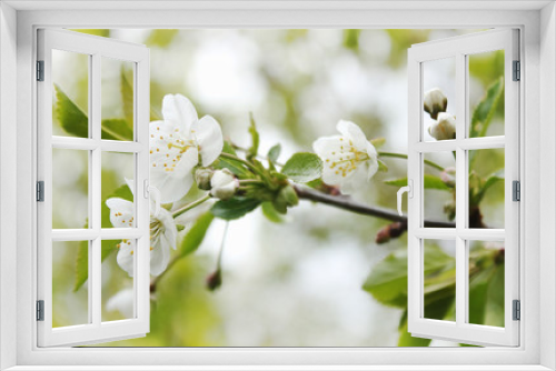 Fototapeta Naklejka Na Ścianę Okno 3D - Beautiful blooming spring branch