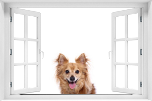 Fototapeta Naklejka Na Ścianę Okno 3D - Beautiful dogs