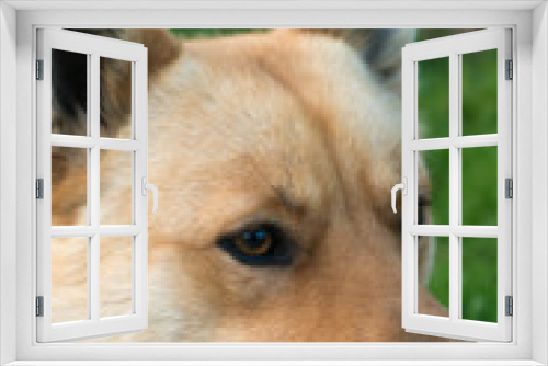 Fototapeta Naklejka Na Ścianę Okno 3D - Red dog