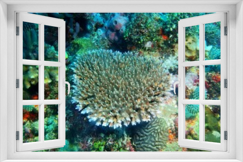 Fototapeta Naklejka Na Ścianę Okno 3D - Stone coral