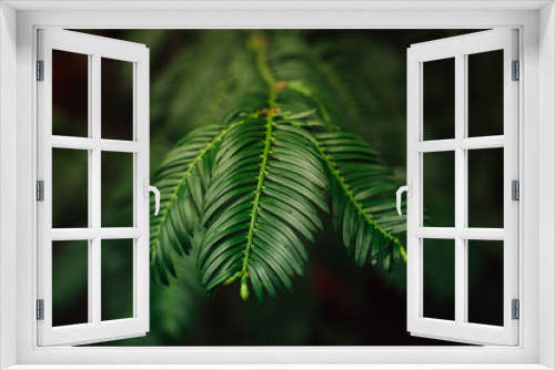 Fototapeta Naklejka Na Ścianę Okno 3D - Torreya taxifolia branches
