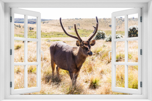 Fototapeta Naklejka Na Ścianę Okno 3D - scenic view of wild deer with big horns in natural habitat, sri lanka, horton plains
