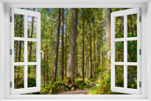 Fototapeta Naklejka Na Ścianę Okno 3D - Footpath in pine trees, Alps