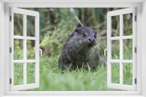 Fototapeta Naklejka Na Ścianę Okno 3D - Male otter