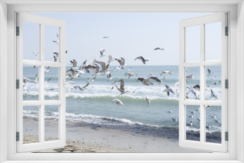 Fototapeta Naklejka Na Ścianę Okno 3D - Gulls in flight over sea in sunny winter day, Black sea