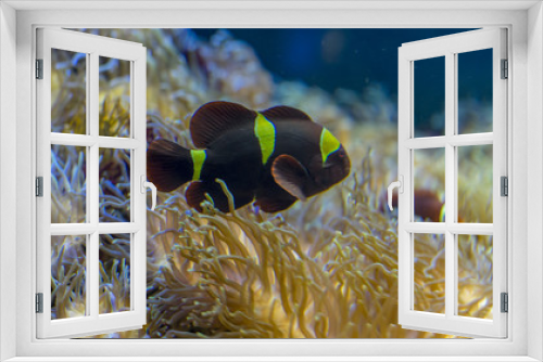 Fototapeta Naklejka Na Ścianę Okno 3D - beautiful clownfish in coral bank in the sea