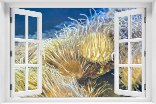 Fototapeta Naklejka Na Ścianę Okno 3D - reef, clownfish in coral bank in the sea