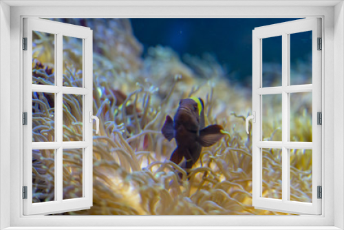 Fototapeta Naklejka Na Ścianę Okno 3D - clownfish in coral bank in the sea