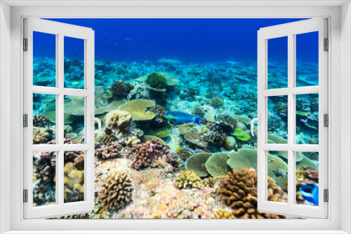 Fototapeta Naklejka Na Ścianę Okno 3D - Coral reef underwater
