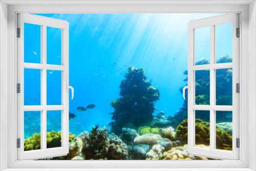 Fototapeta Naklejka Na Ścianę Okno 3D - Underwater scene. Red sea , Israel.