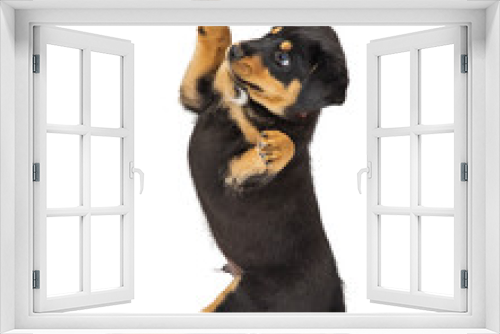 Fototapeta Naklejka Na Ścianę Okno 3D - Puppy Dog Sitting Side Paws Up