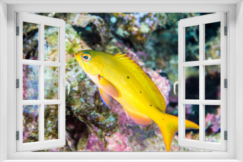 Fototapeta Naklejka Na Ścianę Okno 3D - fish7