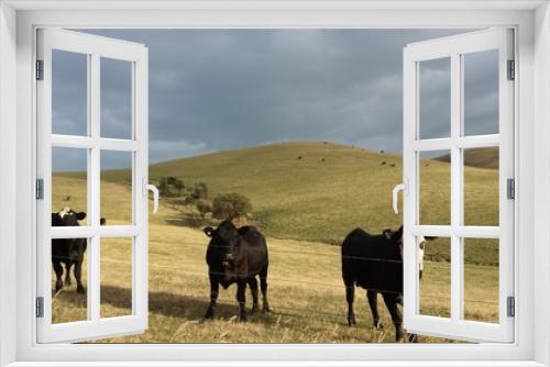 Fototapeta Naklejka Na Ścianę Okno 3D - Cows Chilling with their homies - A Grassy Knoll, Kilcunda Victoria Australia - Kilcunda Victoria, George Bass Coastal Walk