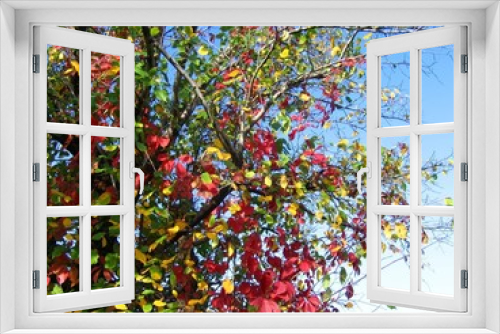 Fototapeta Naklejka Na Ścianę Okno 3D - Autumn maple, elm and grapes in Belgorod region 