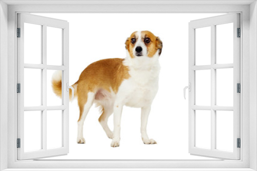 Fototapeta Naklejka Na Ścianę Okno 3D - dog looking at white background