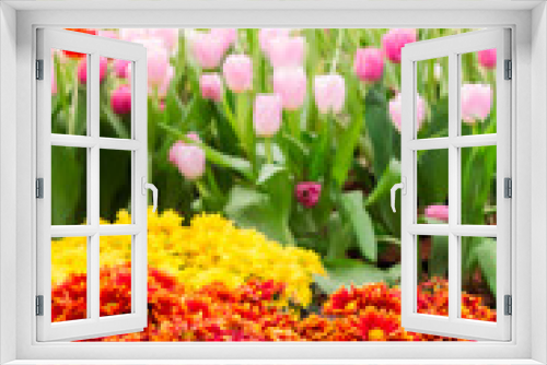 Fototapeta Naklejka Na Ścianę Okno 3D - Colorful tulips and flowers blooming in cozy garden./ Variety of spring flowers and tulips blooming in beautiful cozy garden on summer.