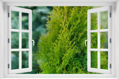Fototapeta Naklejka Na Ścianę Okno 3D - Bush green conifers thuja
