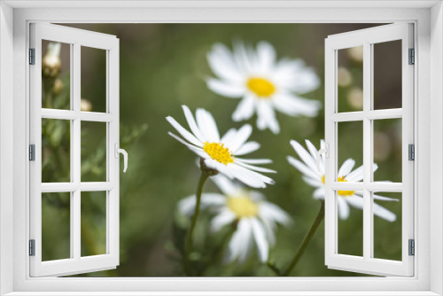 Fototapeta Naklejka Na Ścianę Okno 3D - flora of Gran Canaria -  marguerite daisy