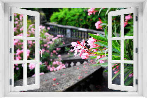 Fototapeta Naklejka Na Ścianę Okno 3D - Pink flowers