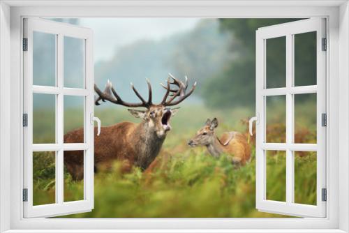 Fototapeta Naklejka Na Ścianę Okno 3D - Close-up of a Red deer roaring next to a hind