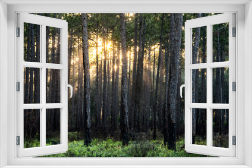 Fototapeta Naklejka Na Ścianę Okno 3D - Pine forest in Northern Florida.
