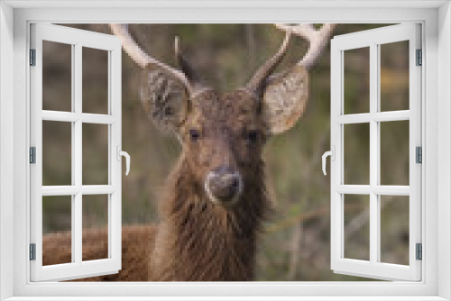 Fototapeta Naklejka Na Ścianę Okno 3D - Sambar  deer