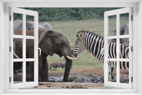 Fototapeta Naklejka Na Ścianę Okno 3D - Zebra