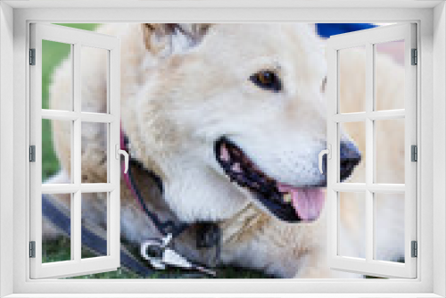 Fototapeta Naklejka Na Ścianę Okno 3D - big happy dog