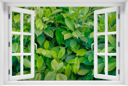 Fototapeta Naklejka Na Ścianę Okno 3D - leaf wall