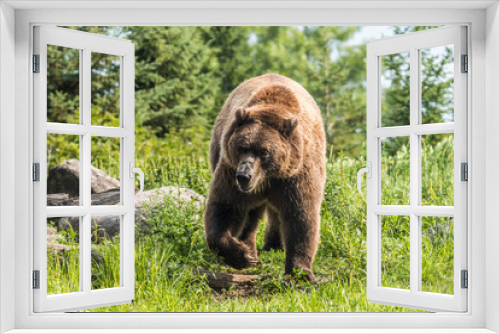 Fototapeta Naklejka Na Ścianę Okno 3D - Bear Walking