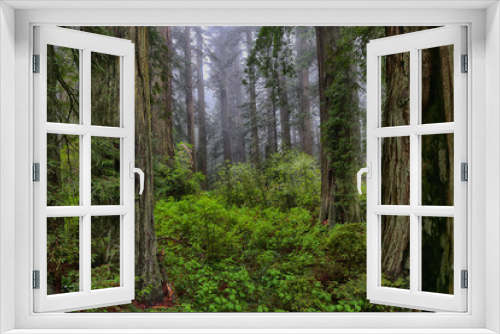 Fototapeta Naklejka Na Ścianę Okno 3D - Foggy morning in a redwood forest in spring